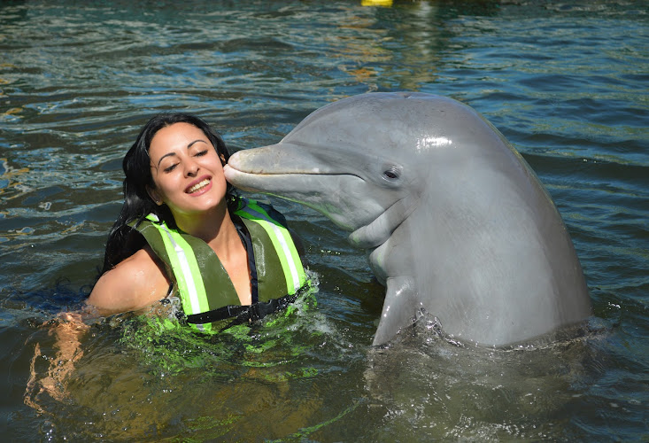 observatorios astronomicos cerca de mi Delfinario De Cienfuegos