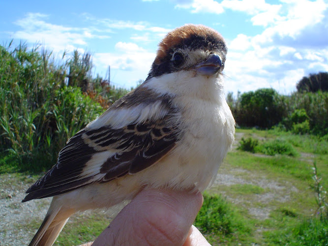 observatorios astronomicos cerca de mi Estación Ornitológica De S.e.o./Ceuta