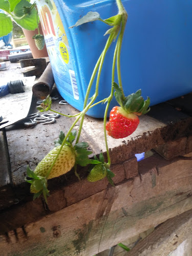 observatorios astronomicos cerca de mi Observatorio Caroline Herschel