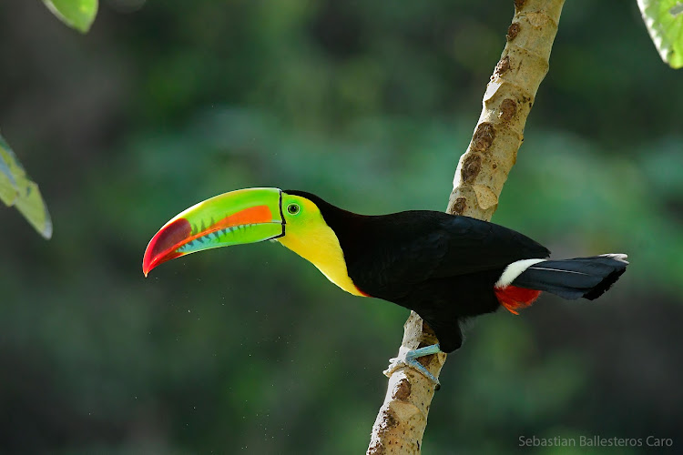 observatorios astronomicos cerca de mi Observatorio De Aves De Minca - Reserva Natural Faunal