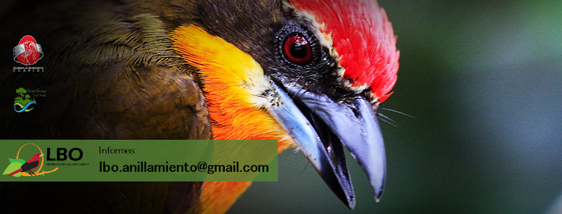 observatorios astronomicos cerca de mi Observatorio De Aves Loreto